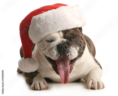 Photo: santa dog santa dog