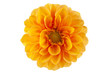 dahlia isolated