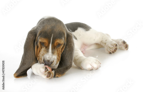 Photo: dog allergies dog allergies