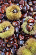 Chestnuts of Sicily