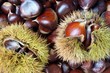 Chestnuts of Sicily