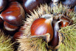 Chestnuts of Sicily