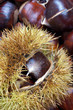 Chestnuts of Sicily