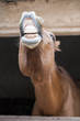 Horse in a box