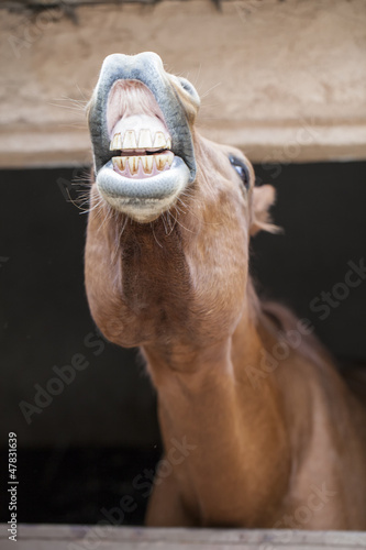 Photo: Horse in a box Horse in a box