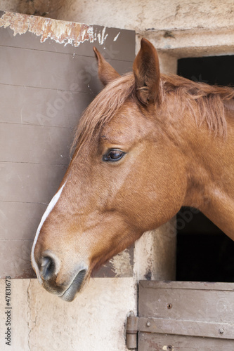 Photo: Horses Horses
