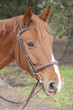 Horse in a box