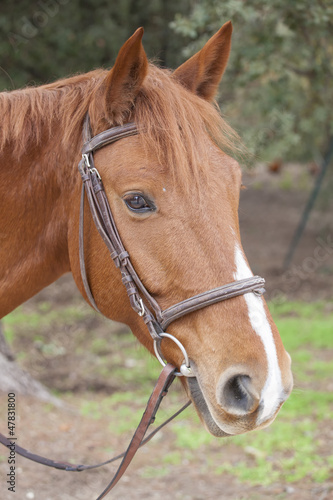 Photo: Horse in a box Horse in a box
