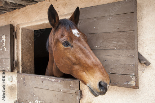Photo: Horses Horses