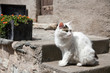 Foto: Streunerkatze Streunerkatze