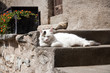 Foto: Katze genießt die Sonne Katze genießt die Sonne