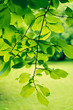 Foto: Green Branch Green Branch