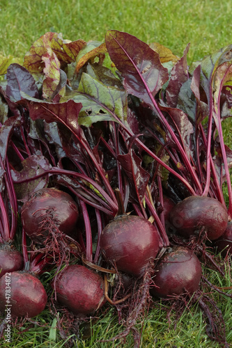 Photo: Freshly picked beetroot vegetables Freshly picked beetroot vegetables