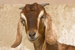 Goat portrait