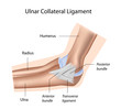 Ulnar collateral ligament of elbow, eps8