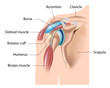 Shoulder bursa, bursitis, eps10