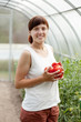   woman with  harvested tomato