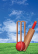 cricket game on lawn