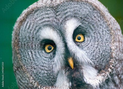Photo: Close up of a Great Grey Owl Close up of a Great Grey Owl
