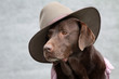 Labrador mit Cowboyhut und Karohemd