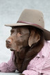 Labrador mit Cowboyhut und Karohemd