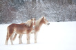 Haflinger