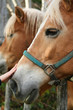 Blonde horse