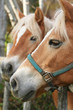 Blonde horse