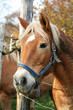 Blonde horse