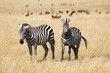 Plains Zebras in Savannah of Masai Mara National Reserve, Kenya