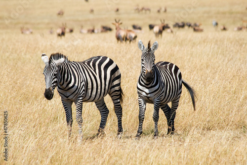 Photo: Plains Zebras in Savannah of Masai Mara National Reserve, Kenya Plains Zebras in Savannah of Masai Mara National Reserve, Kenya