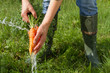 Washing bunch of carrots under water 