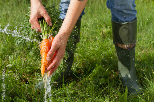 Photo: Washing bunch of carrots under water Washing bunch of carrots under water