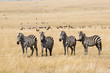 Plains Zebras in Savannah of Masai Mara National Park, Kenya