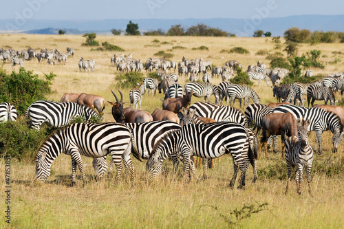 Photo: Great Migration in Masai Mara National Park, Kenya Great Migration in Masai Mara National Park, Kenya