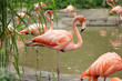 Pink flamingos at the lake, zoo