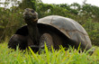 Riesenschildkröte frißt Gras