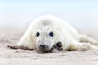 Neugeborene Babyrobbe am Strand