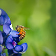 Bee collecting pollen from Texas bluebonnet flowers
