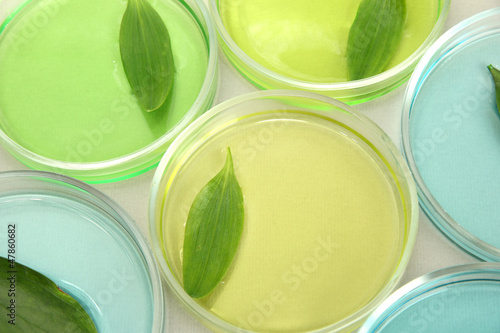Photo: Genetically modified leaves tested in petri dishes, Genetically modified leaves tested in petri dishes,