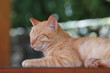昼寝する猫