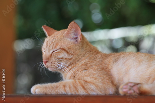 Photo: 昼寝する猫 昼寝する猫
