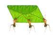 Ant messenger