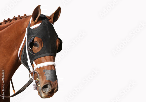 Photo: Face of a Thoroughbred Racehorse Face of a Thoroughbred Racehorse