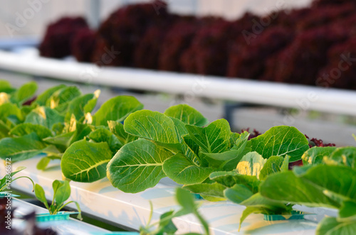 Photo: Hydroponics vegetable Hydroponics vegetable