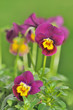 jolies pensées violettes