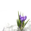 Easter beautiful crocus in snow and ice closeup