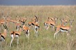 Thomson gazelle in the park