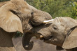Photo: Elephants Elephants