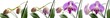 Orchid flower stages of growth